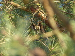 FZ011105 Long-eared owl (Asio otus) in tree.jpg
